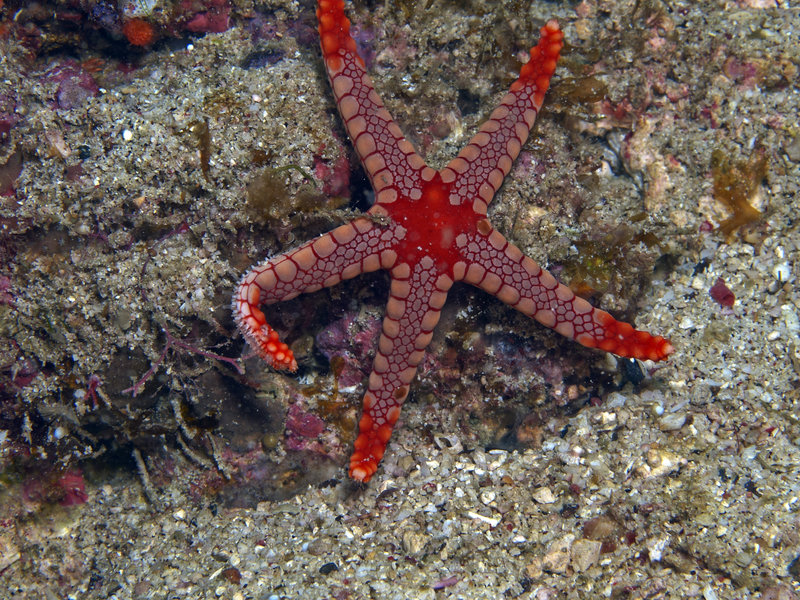 Starfish, Wreck Point